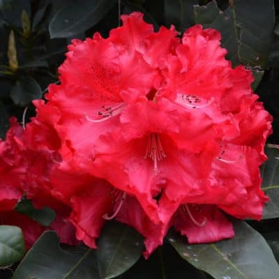 MARKEETS PRIZE HYBRID RHODODENDRON PLANT FLOWER DETAIL