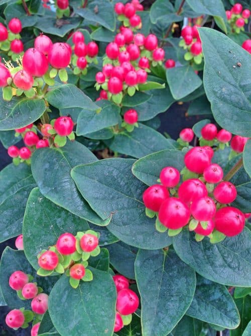 Hypericum Miracle Attraction Hedging - Hopes Grove Nurseries