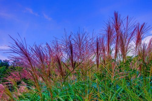 RED FLOWERS OF MISCANTHUS AGAINST BLUE SKY