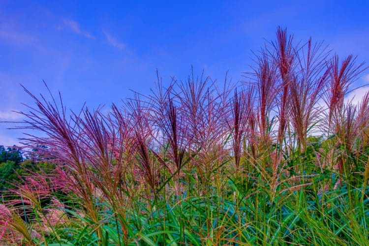 RED FLOWERS OF MISCANTHUS AGAINST BLUE SKY