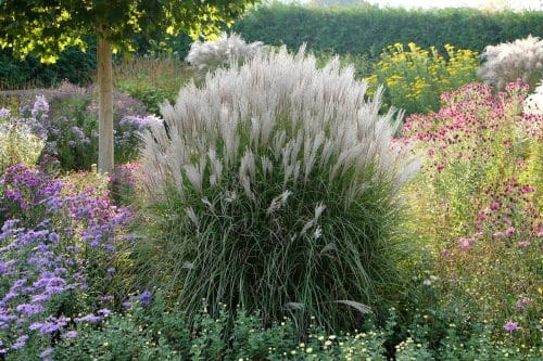 CLUMP FORMING MISCANTHUS GRASSES IN FLOWER