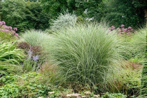 LARGE CLUMP OF MISCANTHUS SINENSIS MORNING LIGHT GRASSES ABOUT TO FLOWER