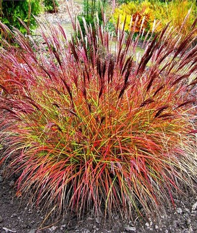 AUTUMN RED FOLIAGE COLOUR OF MISCANTHUS SINENSIS RED CHIEF GRASSES