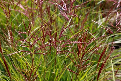 YOUNG RED FLOWER SPIKES OF MISCANTHUS GRASS