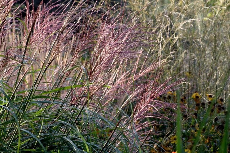 YOUNGS FLOWER SPIKES OF MISCANTHUS SINENSIS GRACILLIMUS PLANTS IN A GARDEN