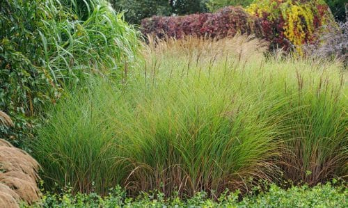 LARGE GROUP OF MISCANTHUS SINENSS GRACILLIMUS GRASSES