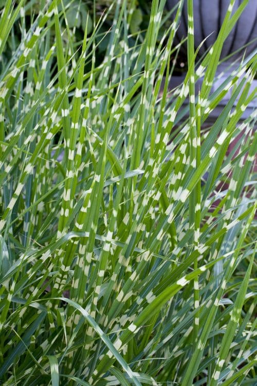 STRIPED FOLIAGE OF MISCANTHUS SINENSIS STRICTUS GRASSES