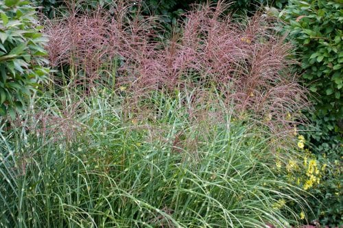 FLOWERS AND FOLIAGE OF MISCANTHUS SNENSIS STRICTUS GRASS PLANT