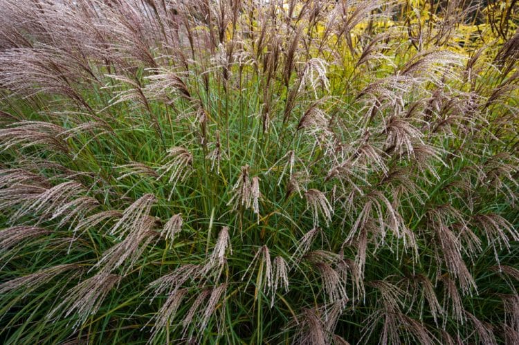 YOUNG FLOWER SPIKES OF MISCANTHUS SINENSIS YAKUSHIMA DWARF GRASSES