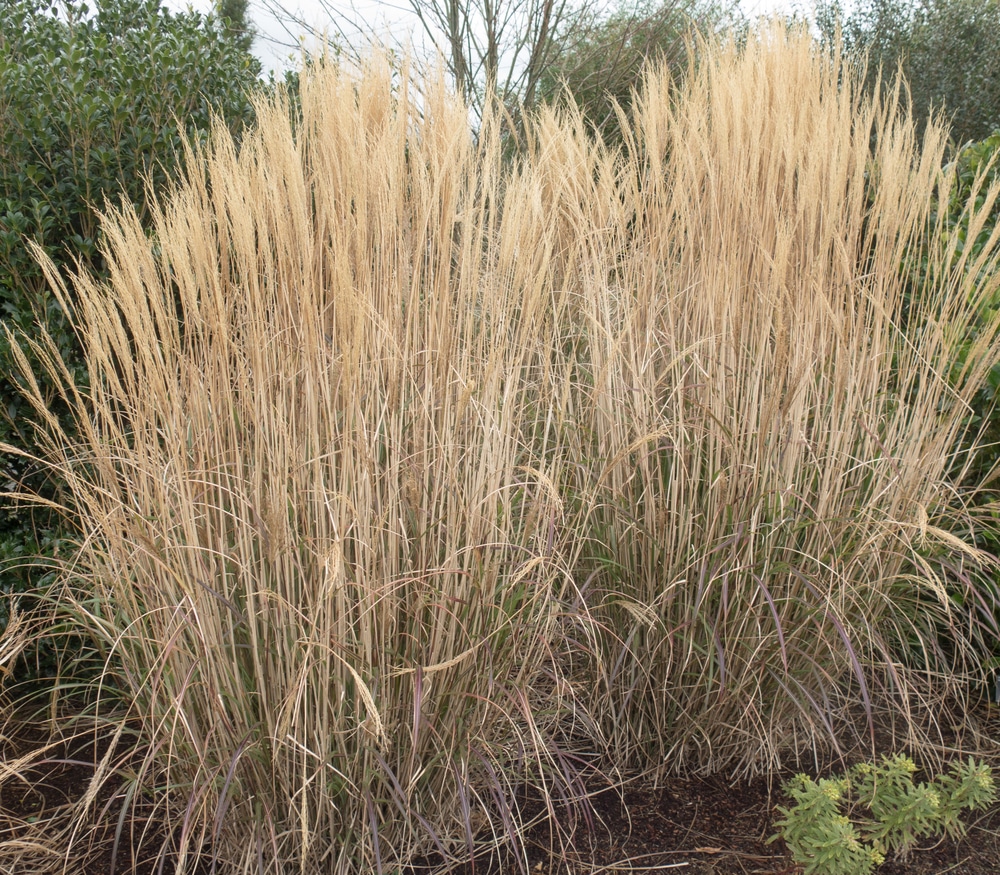 Miscanthus sinensis Yakushima Dwarf Chinese Silver Grass Hopes Grove