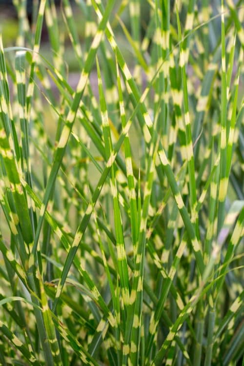 VARIEGATED FOLIAGE OF MISCANTHUS GRASS CLOSE UP