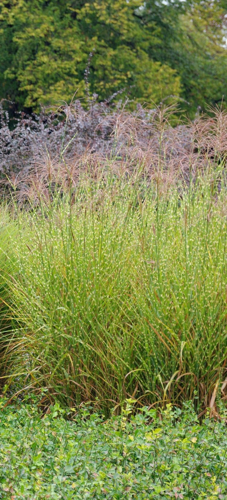 LARGE GROUP OF MISCANTHUS SINENSIS ZEBRINUS GRASSES IN A GARDEN