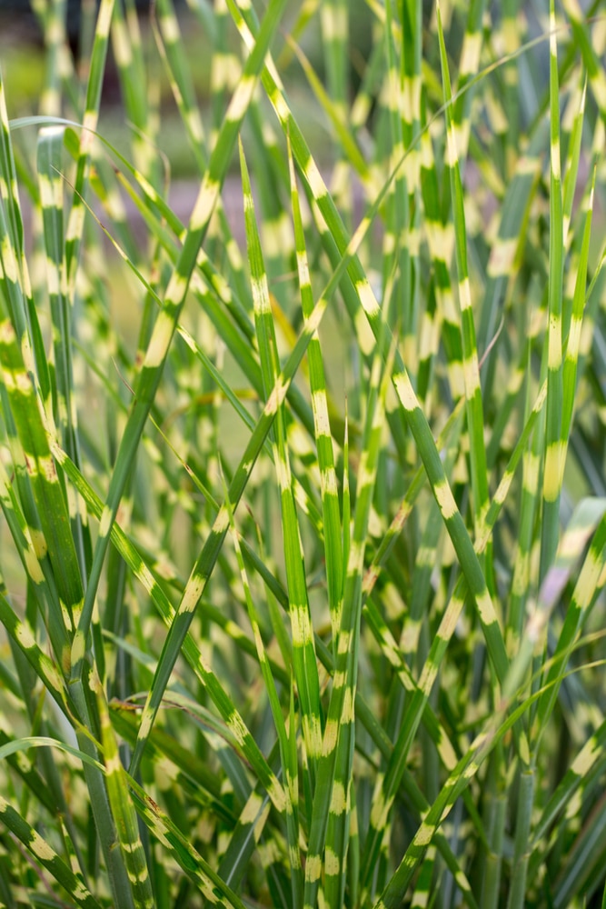VARIEGATED FOLIAGE OF MISCANTHUS GRASS CLOSE UP
