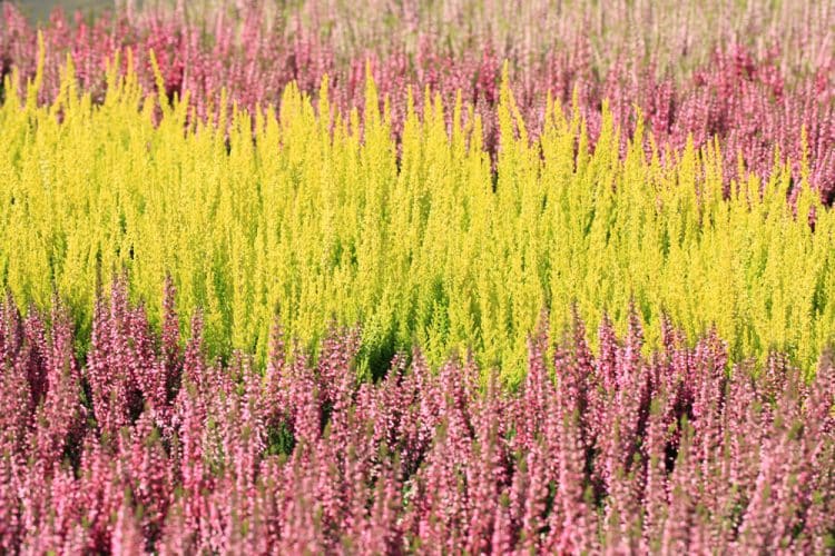 MIXED COLOURS OF SUMMER FLOWERIING HEATHERS CALLUNA VULGARIS