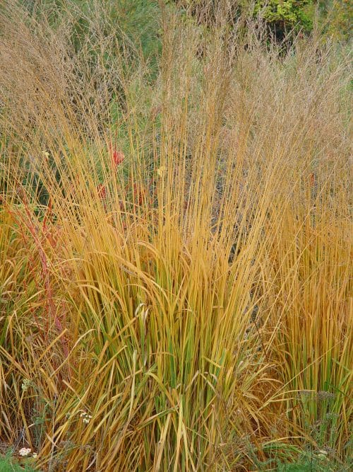 MOLINIA CAERULEA HEIDEBRAUT GRASSES IN AUTUMN