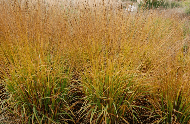 MOLINIA CAERULEA HEIDEBRAUT GRASSES IN A FLOWERBED