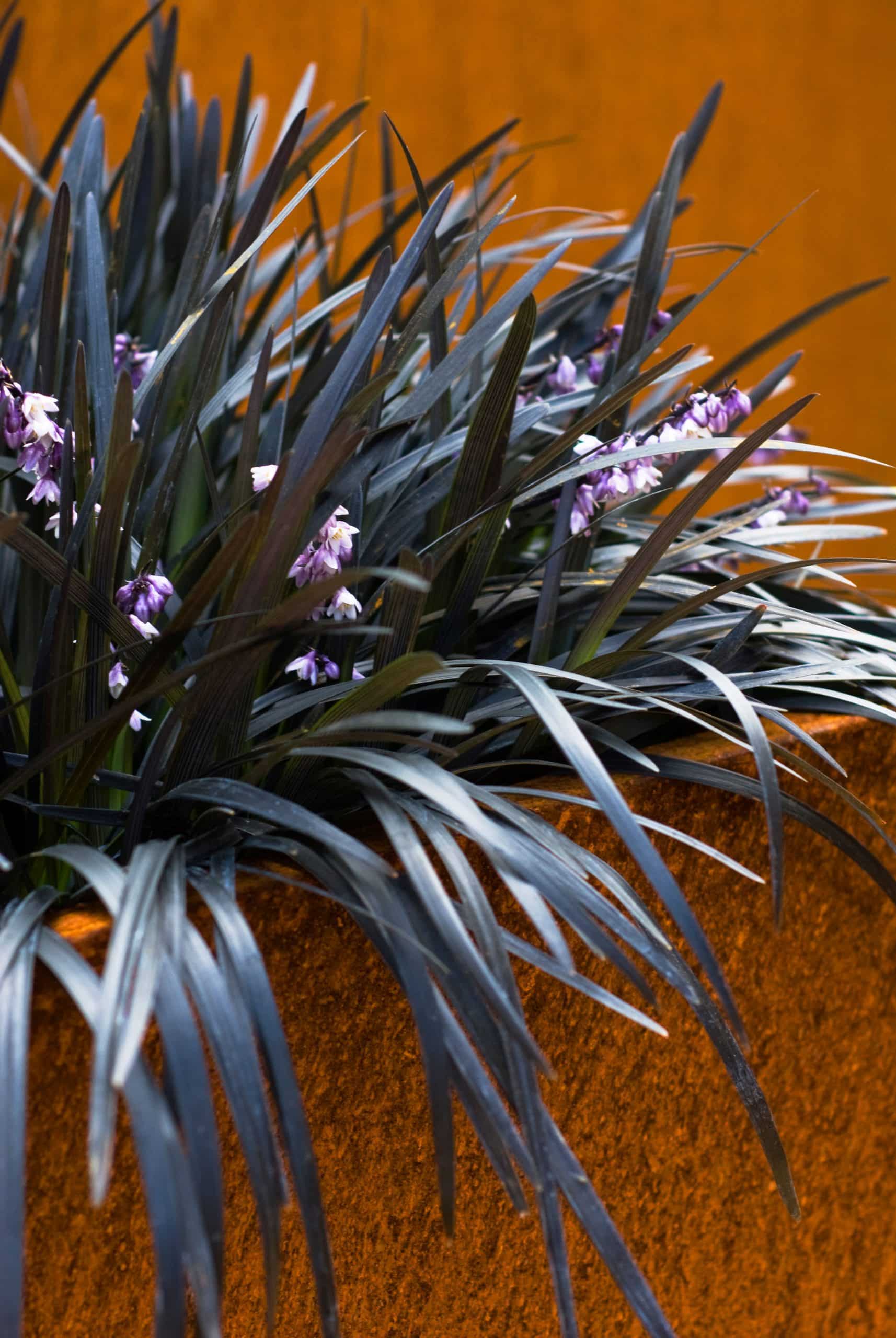 Ophiopogon Black Dragon Black Lily Turf Hopes Grove Nurseries