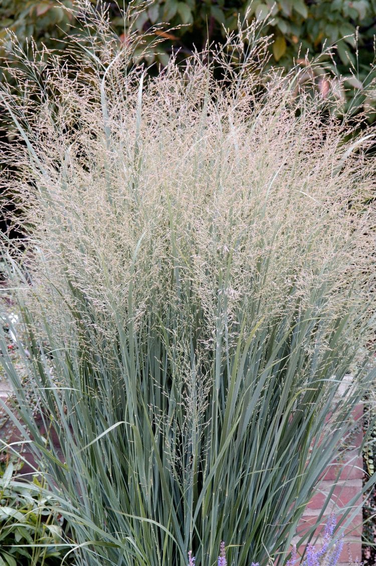 PANICUM VIRGATUM HEAVY METAL FLOWERS AND FOLIAGE OF A SOLITARY PLANT