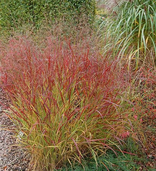 AUTUMN RED FOLIAGE OF PANICUM VIRGATUM REHBRAUN GRASSES