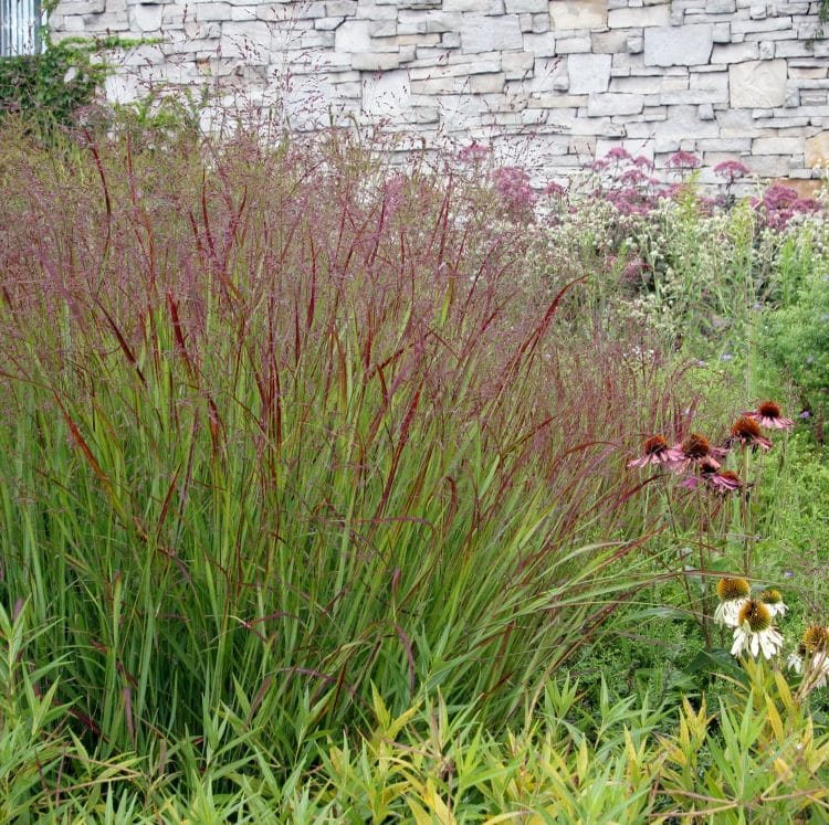 YOUNG RED AND GREEN FOLIAGE OF PANICUM VIRGATUM REHBRAUN PLANTS