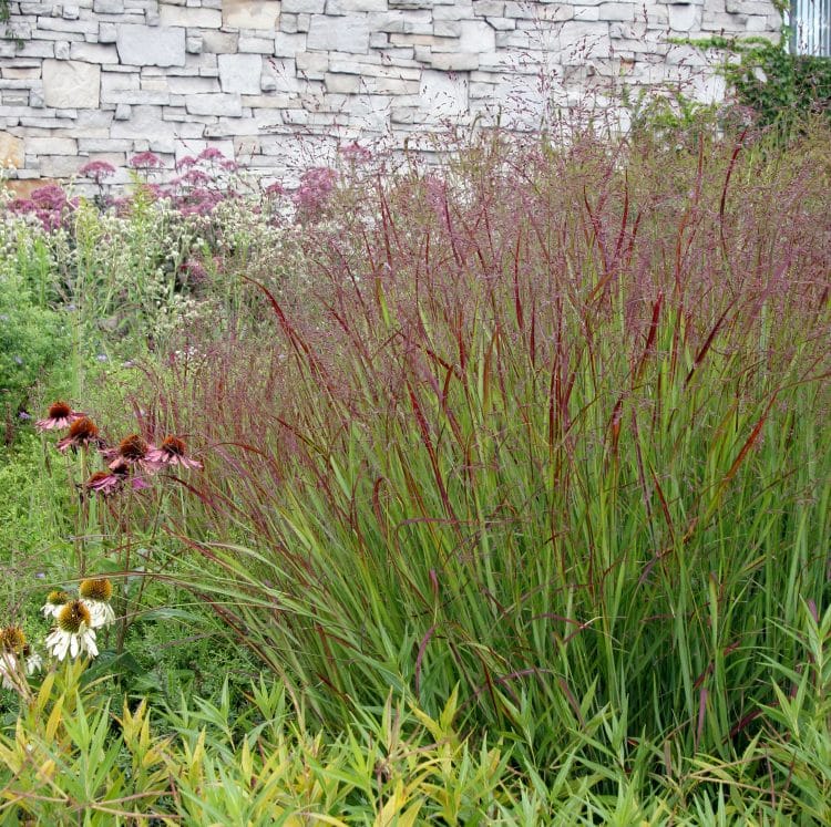 Panicum Grasses Switch Grass Hopes Grove Nurseries