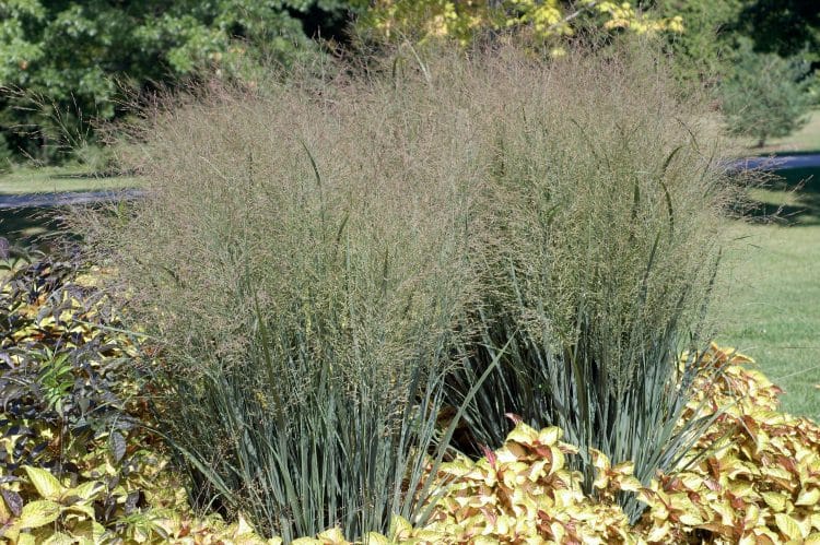 GROUP OF PANICUM VIRGATUM HEAVY METAL GRASSES IN FLOWER