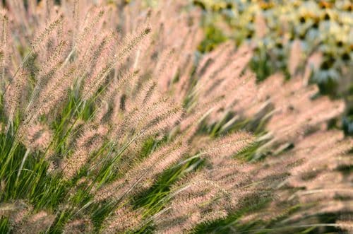 CLOSE UP OF FLOWERS ON PENNISETUM ALOPECUROIDES HAMELN GRASSES