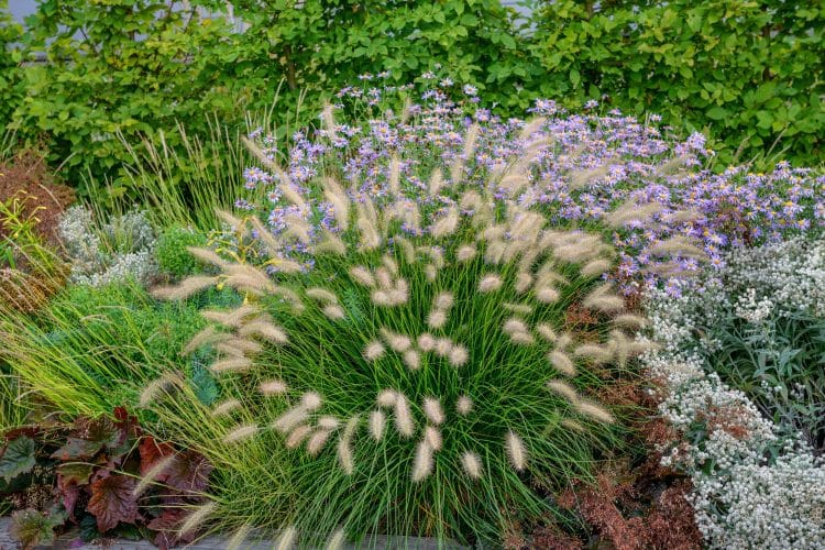 ROUNDED FLOWERING PLANT OF PENNISETUM ALOPECUROIDES LITTLE BUNNY
