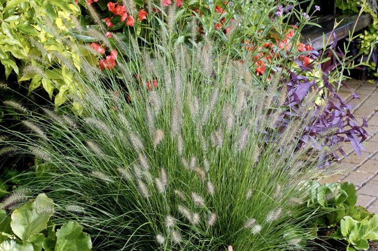 FLOWER DETAIL OF PENNISETUM ALOPECUROIDES LITTLE BUNNY GRASSES