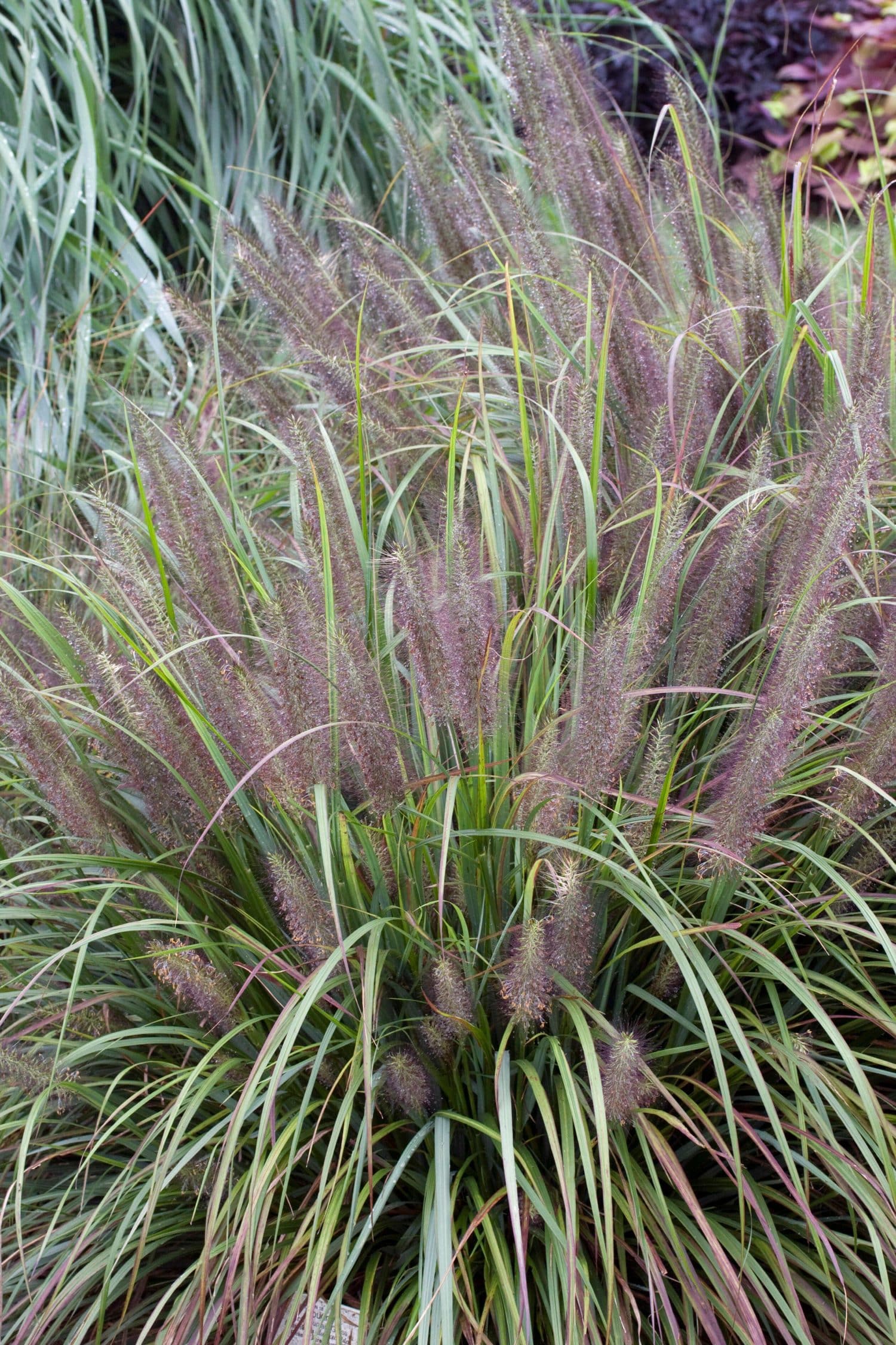 Pennisetum alopecuroides Moudry - Chinese Fountain Grass - Hopes Grove