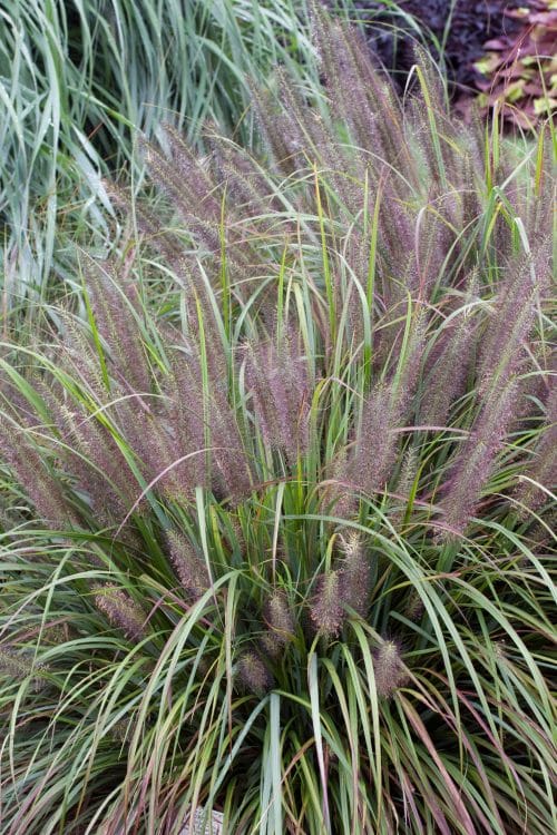 PENNISETUM ALOPECUROIDES MOUDRY GROWING IN A FLOWERBED