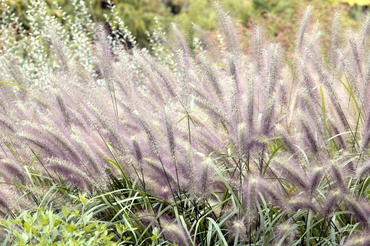 FLOWER DETAIL OF PENNISETUM ALOPECUROIDES MOUDRY GRASSES