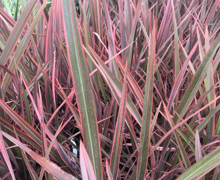 PINK PHORMIUM PLANT FROM HOPES GROVE NURSERIES