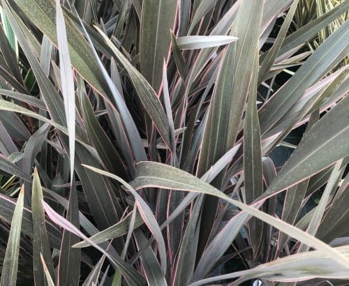 Phormium Pink Stripe Grasses