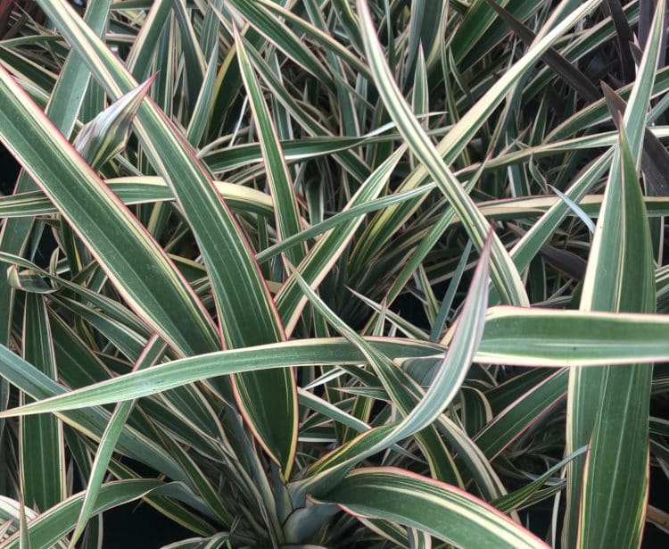 GREEN YELLOW AND RED FOLIAGE DETAIL OF PHORMIUM TRICOLOUR PLANTS