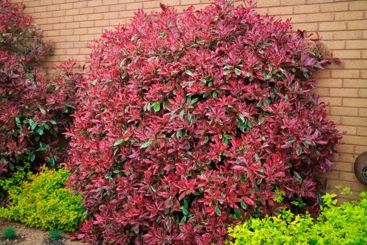 MATURE SHRUB OF PHOTINIA PINK MARBLE WITH RED YOUNG GROWTH