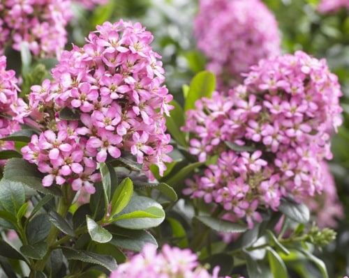 FLOWER DETAIL OF ESCALLONIA PINK ELLE HEDGIING PLANTS AND SHRUBS