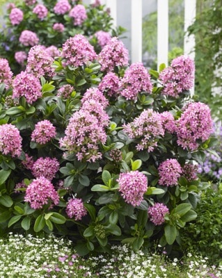 ESCALLONIA PINK ELLE SHRUB IN FLOWER