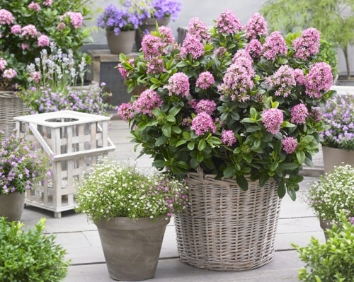 ESCALLONIA PINK ELLE GROWING IN A CONTAINER