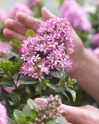 ESCALLONIA PINK ELLE IN FLOWER