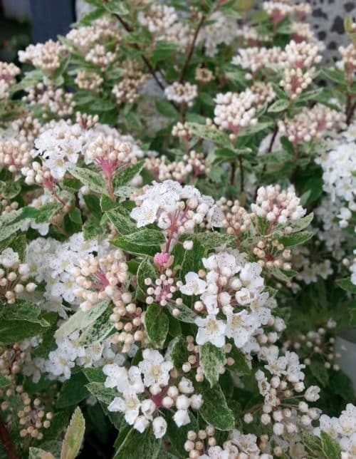 FLOWERS AND FOLIAGE OF SPIRAEA VANHOUTTEI PINK ICE HEDGING PLANTS