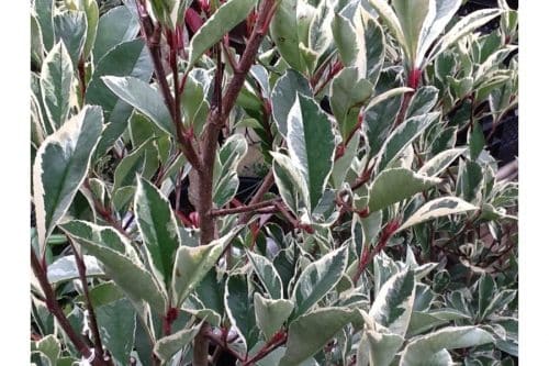 FOLIAGE DETAIL OF PHOTINIA PINK MARBLE HEDGING PLANT