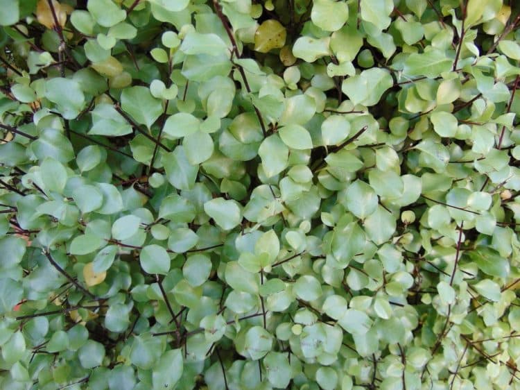 FOLIAGE DETAIL OF PITTOSPORUM SILVER SHEEN HEDGE