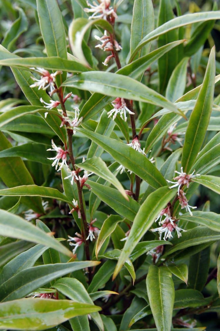 Sarcococca Purple Stem - Sweet Box Purple Stem - Hopes Grove UK
