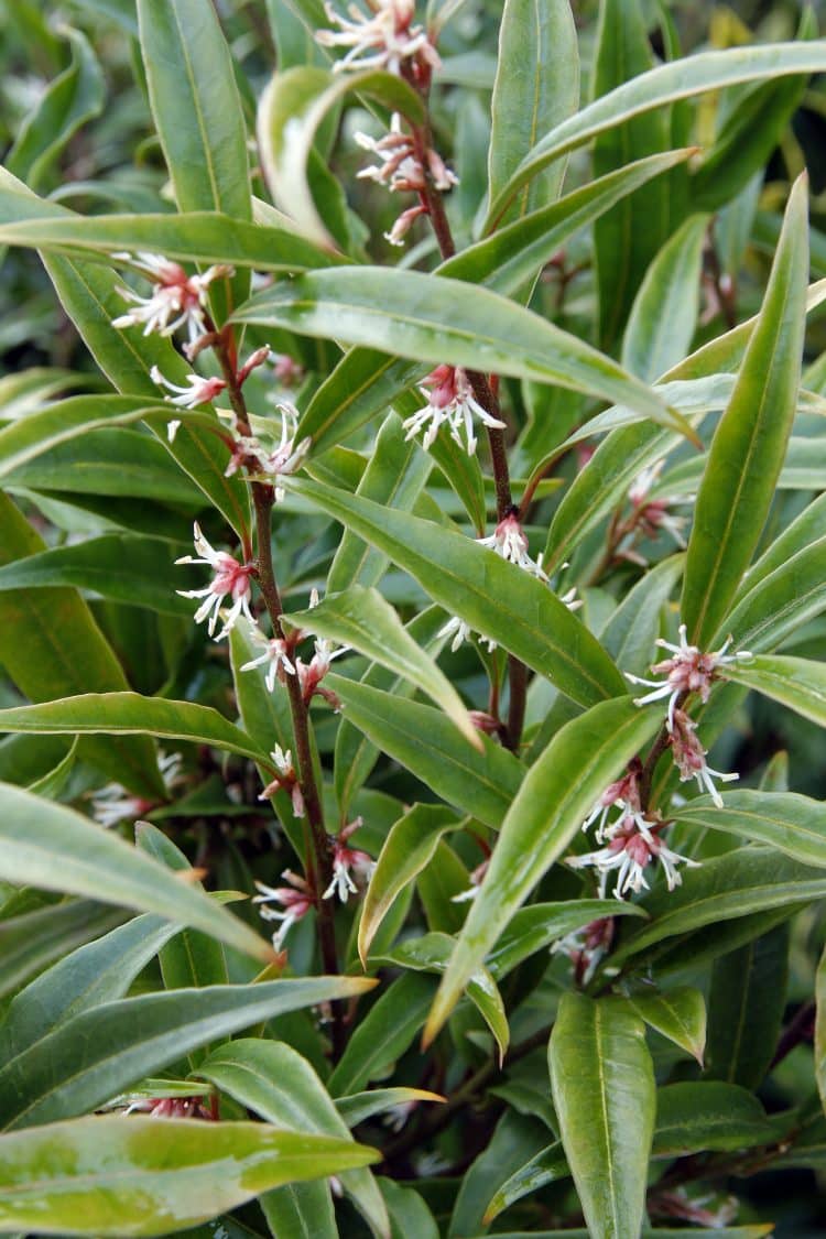 SARCOCOCCA PURPLE STEM SWEET BOX HEDGING SHRUB