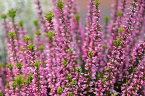 ROSE PINK FLOWERS OF SUMMER FLOWERING HEATHER PLANTS CALLUNA VULGARIS