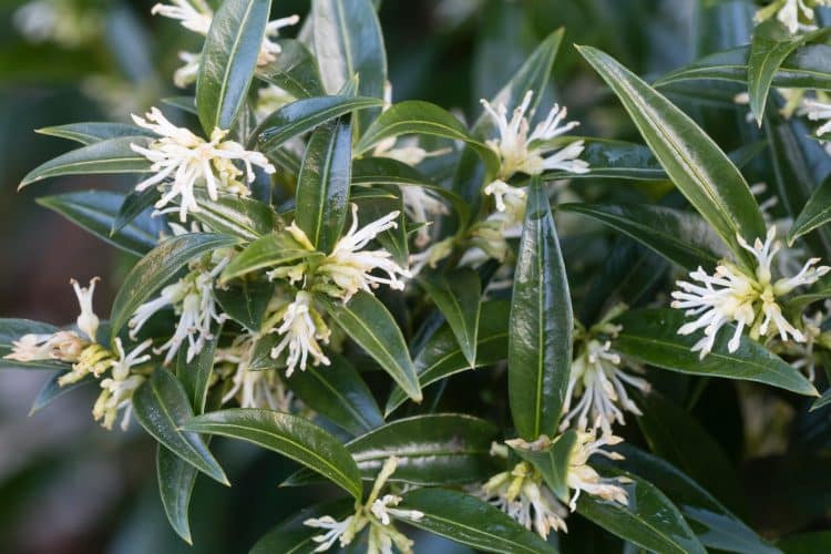 MATURE SWEET BOX SHRUB SARCOCOCCA RUSCIFOLIA IN FLOWER