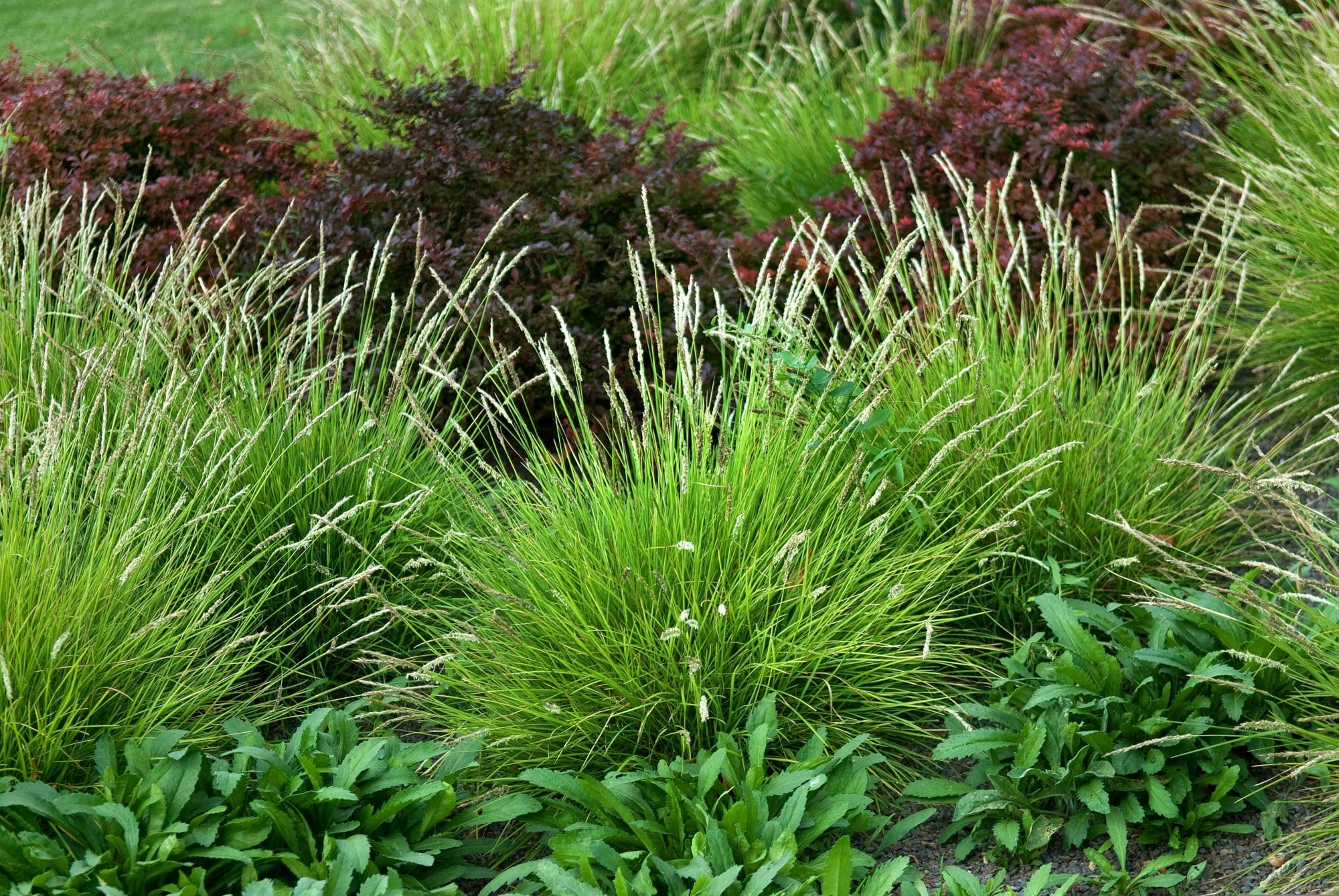 Sesleria Autumnalis Moor Grass Hopes Grove Nurseries