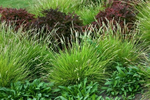 EMERGING FLOWER STEMS OF SESLERIA AUTUMNALIS GRASSES
