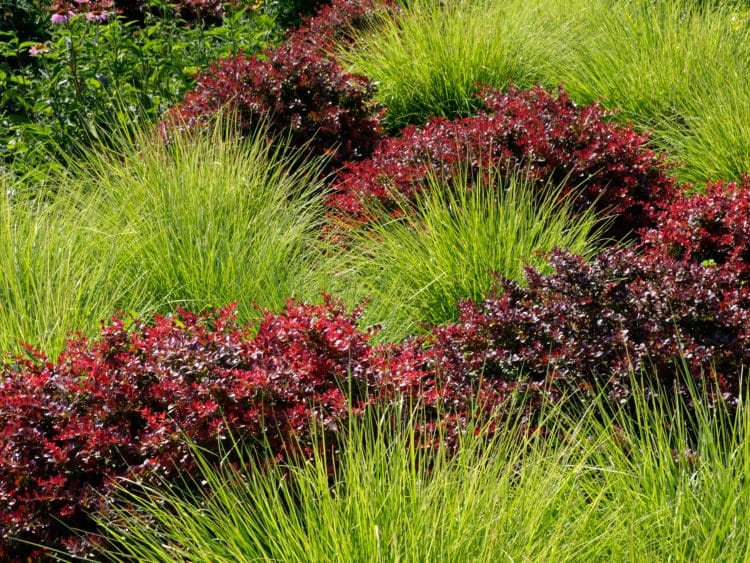 SESLERIA AUTUMNALIS INTERPLANTED WITH PURPLE BERBERIS